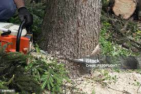 Best Storm Damage Tree Cleanup  in Lockwood, MT